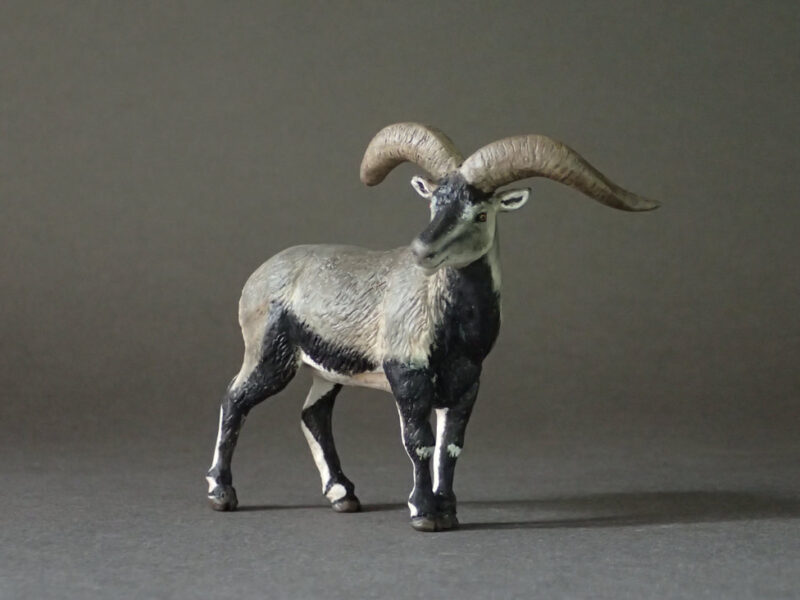 Bharal, male (Pseudois nayaur), 1:20 scale hand-painted resin replica by J. Miguel Aparicio