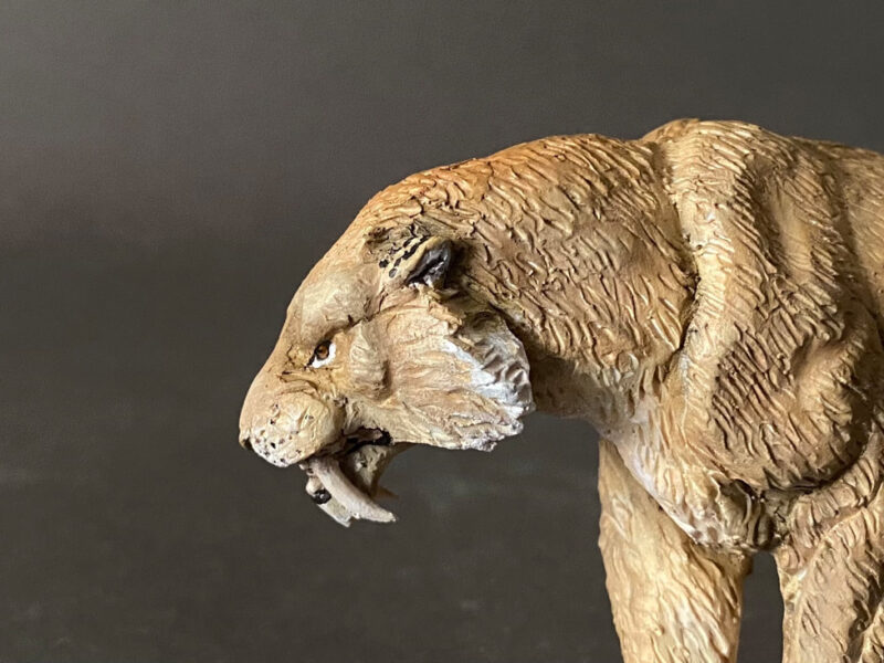 Saber-toothed Cat, male (Smilodon populator), 1:20 scale hand-painted resin replica by J. Miguel Aparicio